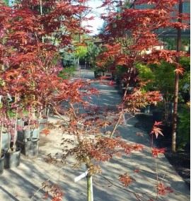 Клен пальмолистий КЛЕН ACER PALMATUM C. 15L 1/4 FUSTO